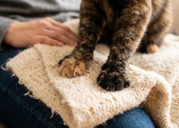 Veterinários confirmam: o gato que amassa pãozinho na sua perna não está fazendo carinho, está repetindo o movimento que usava para estimular o leite da mãe, e o animal que faz isso adulto foi desmamado cedo demais