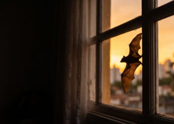 Por que o morcego que entra em casa no fim da tarde quase nunca está doente, o que o Ministério da Saúde orienta a fazer e por que não se deve tocar nele de jeito nenhum