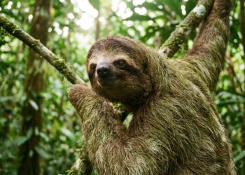 Bicho-preguiça pode ficar com os pelos verdes sem mudar de cor: o que vive escondido em sua pelagem