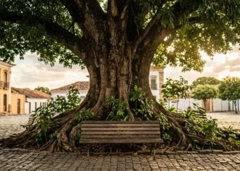 Grande árvore adulta com copa ampla fazendo sombra sobre banco vazio em uma praça arborizada. - (Imagem gerada por inteligência artificial-ChatGPT/Olhar Digital)