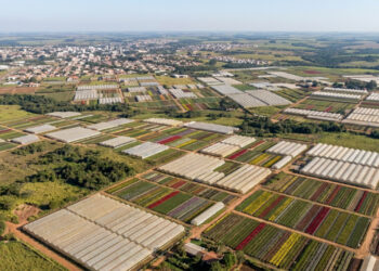Vista do alto, uma cidade paulista aparece cercada por estufas e campos coloridos porque cerca de 350 produtores abastecem boa parte do mercado brasileiro de flores