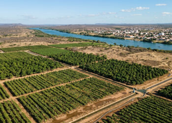 No sertão pernambucano, cidade às margens do São Francisco integra região que exporta quase toda a uva de mesa e grande parte das mangas do Brasil