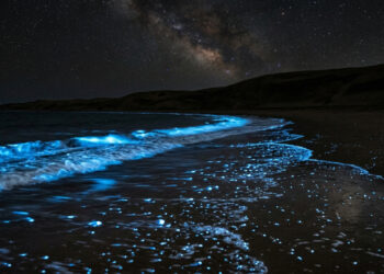 A praia brasileira onde a água brilha no escuro: plânctons luminosos acendem com as ondas, e a lua nova ajuda a observar