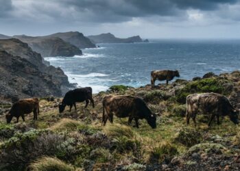 Fazendeiro abandona 5 vacas numa ilha isolada: 130 anos depois, DNA choca cientistas
