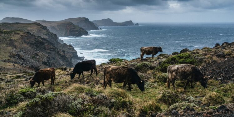 Fazendeiro abandona 5 vacas numa ilha isolada: 130 anos depois, DNA choca cientistas