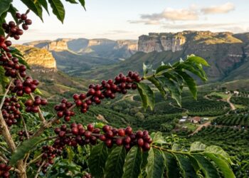 Ramo de cafeeiro com frutos maduros em primeiro plano e montanhas da Chapada Diamantina ao fundo. - (Imagem gerada por inteligência artificial-ChatGPT/Olhar Digital)