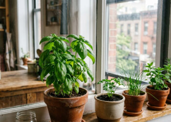 A Embrapa mostra como uma horta de temperos cabe na janela e por que o manjericão deve ficar em local ensolarado