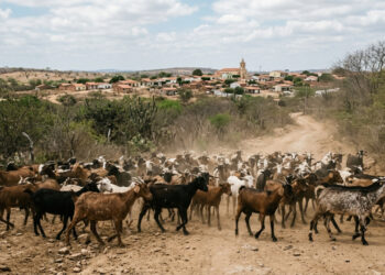 O município brasileiro com mais cabras que gente, onde a criação atravessa gerações no Sertão pernambucano