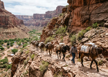 A aldeia no fundo do Grand Canyon que não tem estrada: o correio percorre 14 km de trilha com mulas, cinco dias por semana