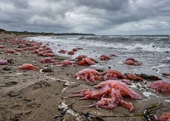 Praia do mar Báltico com várias águas-vivas rosa encalhadas na areia e céu nublado ao fundo. - (Imagem gerada por inteligência artificial-ChatGPT/Olhar Digital)