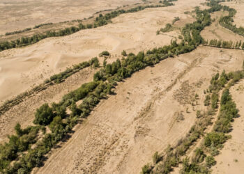 Em 1978, a China começou a alinhar bilhões de árvores por milhares de quilômetros para segurar o deserto: décadas depois, os satélites mostram areia contida em alguns trechos e lençol freático secando em outros, e é essa lição que a muralha verde africana de 8 mil quilômetros tenta não repetir