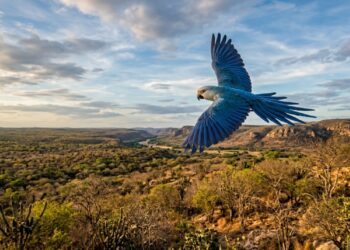 Ararinha-azul voando livre sobre a vegetação da Caatinga em Curaçá, na Bahia. - (Imagem gerada por inteligência artificial-ChatGPT/Olhar Digital)