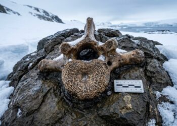 Vértebra fossilizada de titanossauro parcialmente exposta em rocha na Ilha James Ross, Antártida, cercada por neve e gelo.