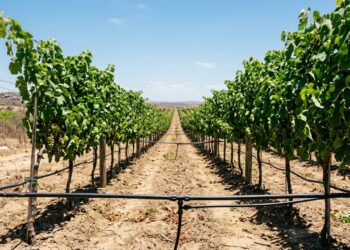 A cidade do semiárido onde sol forte e pouca chuva ajudaram produtores a fazer o inesperado: cultivar uvas com irrigação e colher até duas safras e meia por ano