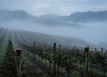 Frio, maçãs e vinhedos de altitude mudaram o turismo desta cidade, onde a colheita da uva virou experiência de viagem e visitantes percorrem vinícolas instaladas em uma das regiões mais frias do Brasil