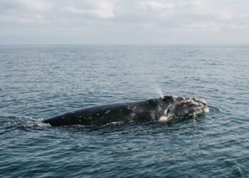 A baleia franca que foi libertada de cordas de pesca no litoral brasileiro reapareceu na temporada seguinte acompanhada de um filhote