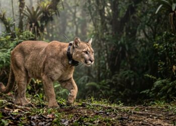 Onça-parda reabilitada voltou à natureza com monitoramento por radiocolar - Imagem criada por inteligência artificia (ChatGPT / Olhar Digital)
