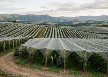 A cidade gaúcha onde granizo e geada ameaçam uma das maiores regiões produtoras de maçã do país, e agricultores cobrem pomares com enormes telas