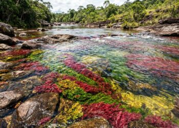O rio que vira um tapete vermelho e amarelo quando o nível da água muda e uma planta aquática colore o leito