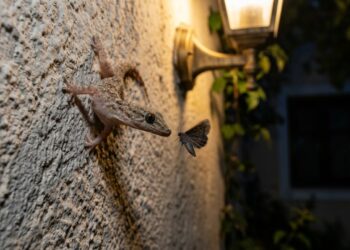 Jardineiro revela por que a horta no quintal atrai mais lagartixa do que inseticida espanta: a lagartixa come até 20 insetos por noite e é o melhor controle biológico que existe para a horta doméstica