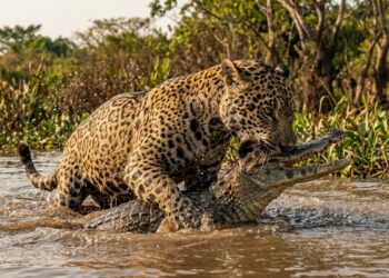 Onça-pintada mordendo a cabeça de um jacaré em um rio do Pantanal.