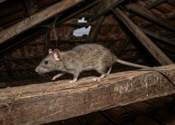 Rato-de-telhado de corpo esguio e cauda longa caminhando sobre uma viga de madeira no forro de uma casa. - (Imagem gerada por inteligência artificial-ChatGPT/Olhar Digital)