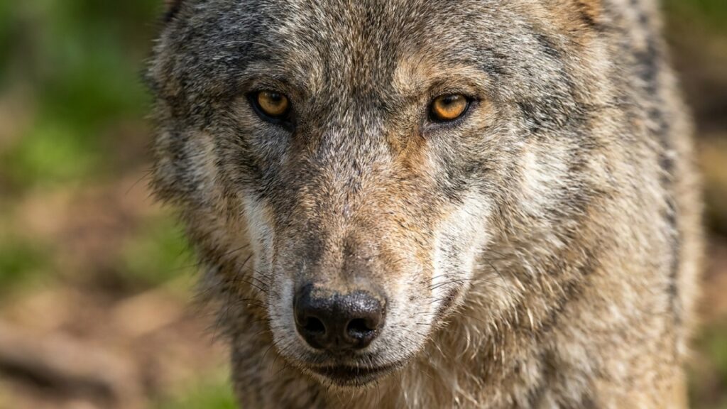 Em 1995, os primeiros 14 lobos-cinzentos voltaram a Yellowstone depois de 70 anos sem nenhum: três décadas depois, os cientistas confirmam que os alces mudaram de comportamento e os salgueiros voltaram a crescer