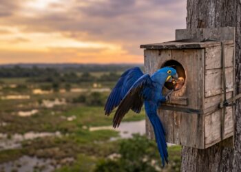 Em 1990, uma bióloga contou as araras-azuis que sobravam no Pantanal e chegou a cerca de 1.500 aves, com a espécie sendo levada para o tráfico aos milhares: 35 anos depois são mais de 6 mil, e a virada começou com uma ideia simples, pendurar ninhos artificiais de madeira nas fazendas de gado