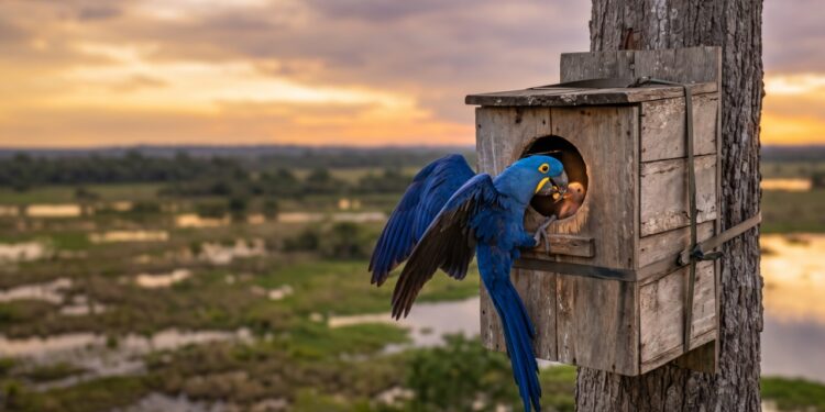 Em 1990, uma bióloga contou as araras-azuis que sobravam no Pantanal e chegou a cerca de 1.500 aves, com a espécie sendo levada para o tráfico aos milhares: 35 anos depois são mais de 6 mil, e a virada começou com uma ideia simples, pendurar ninhos artificiais de madeira nas fazendas de gado
