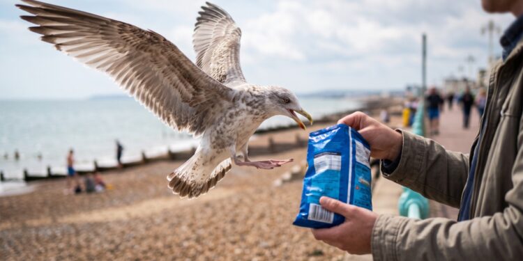 Por que as gaivotas roubam comida das pessoas? Cientistas usaram batatas fritas em um experimento para entender esse comportamento curioso