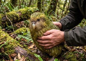 Em 1995, o programa de recuperação do kākāpō começou com 51 papagaios, dos quais só 20 eram fêmeas: em setembro de 2026, a Nova Zelândia anunciou 90 filhotes em uma única temporada e a população oficial chegou a 325 aves