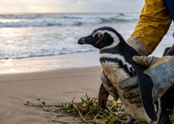 O pinguim Dindim foi encontrado coberto de óleo por um pescador brasileiro, sobreviveu após ser resgatado e voltou durante anos à mesma praia para reencontrar o homem que o salvou