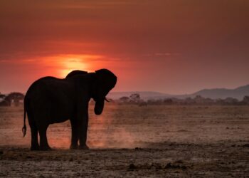 O elefante que pode reconhecer o chamado de outro indivíduo mesmo depois de anos separado dele, usando sons graves capazes de viajar grandes distâncias