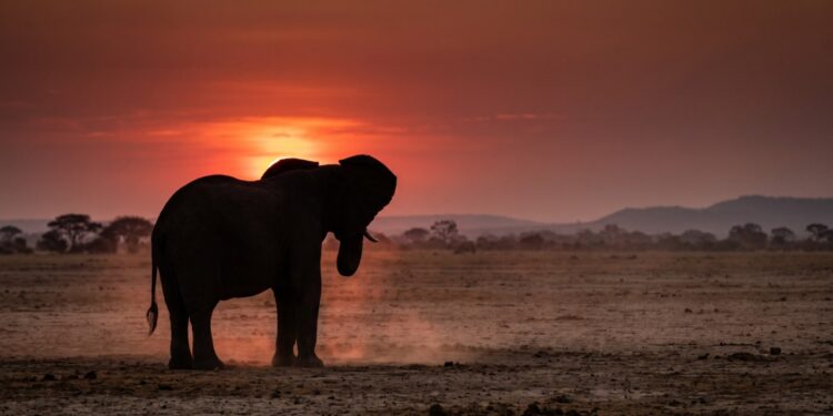 O elefante que pode reconhecer o chamado de outro indivíduo mesmo depois de anos separado dele, usando sons graves capazes de viajar grandes distâncias