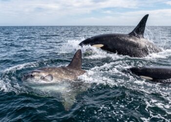 Orcas foram filmadas batendo com tanta força em peixes-lua que chegaram a despedaçá-los, e cientistas investigam se o comportamento é brincadeira ou aprendizado entre jovens