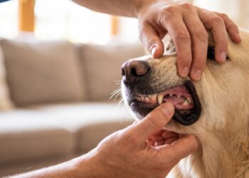Veterinário revela segredo após 26 anos de profissão: o sinal de 30 segundos que pode mostrar que seu cachorro não está bem