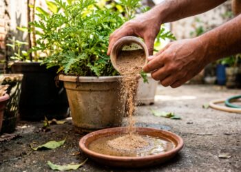 Especialistas em controle de mosquito concordam: "A citronela no vaso da varanda não afasta o Aedes; o que funciona é deixar o pratinho da planta seco e esfregar a borda uma vez por semana”