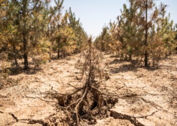 Desde 1978 a China planta uma “muralha verde” de 4.500 km contra o deserto, e cientistas apontam o erro que pode matar parte das árvores: elas consomem mais água do que a região tem