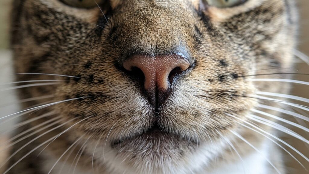 Oscar, o gato de um asilo nos EUA que se deitava ao lado de pacientes horas antes de morrerem, e intrigou médicos