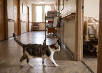 Oscar, o gato de um asilo nos EUA que se deitava ao lado de pacientes horas antes de morrerem, e intrigou médicos