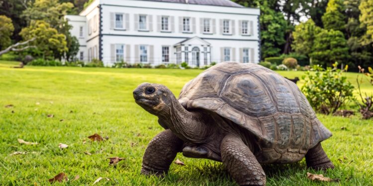 A tartaruga Jonathan nasceu por volta de 1832, já viveu aproximadamente 194 anos e continua sendo reconhecida como o animal terrestre vivo mais velho do mundo