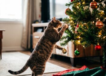 Biólogos alertam: o gato que derruba a árvore de Natal não está sendo travesso, o brilho e o movimento ativam o instinto de caça