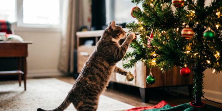 Biólogos alertam: o gato que derruba a árvore de Natal não está sendo travesso, o brilho e o movimento ativam o instinto de caça