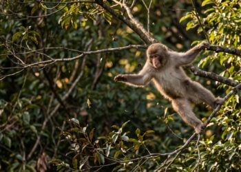 O que significa o provérbio japonês “Até os macacos caem das árvores”, e por que ele consola quem erra no que faz melhor
