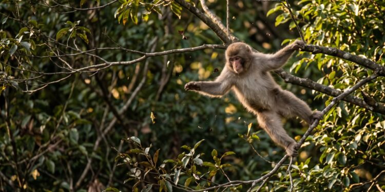 O que significa o provérbio japonês “Até os macacos caem das árvores”, e por que ele consola quem erra no que faz melhor