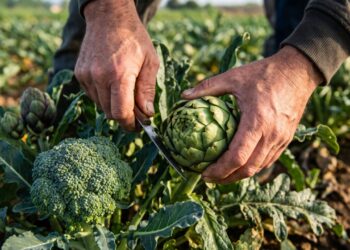 Ademar Brasileiro, jardineiro com mais de 30 anos de experiência, revela um segredo da profissão: brócolis, couve-flor e alcachofra são estruturas florais, e muitas plantas cultivadas como ornamentais também podem ter partes comestíveis