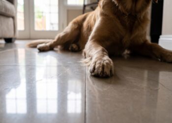 Qual piso é melhor para quem tem cachorro: porcelanato, vinílico ou laminado?