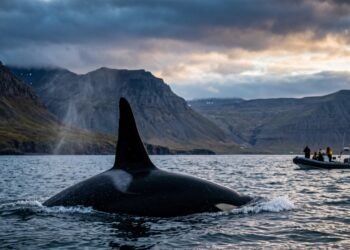 Keiko ficou mundialmente famoso como a orca de “Free Willy” e depois passou por uma operação milionária para tentar retornar à vida no oceano