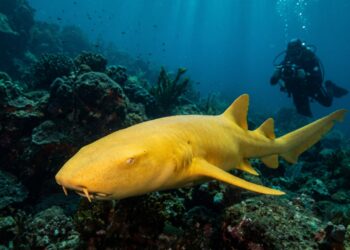 Um tubarão-lixa dourado de quase 2 metros surpreendeu cientistas ao apresentar duas condições raras de pigmentação ao mesmo tempo