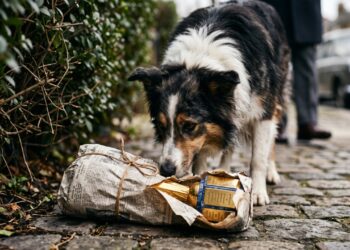 Pickles: o cachorro que encontrou a taça da Copa do Mundo depois que a polícia não conseguiu achá-la